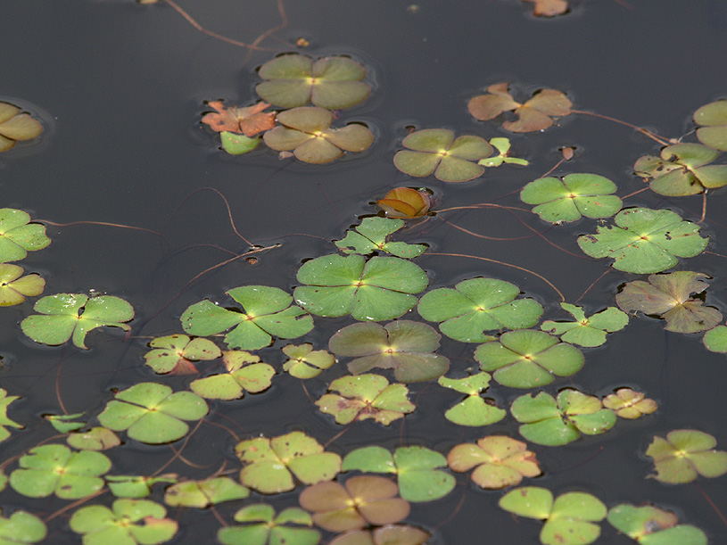 Marsilea quadrifolia / Trifoglio acquatico comune